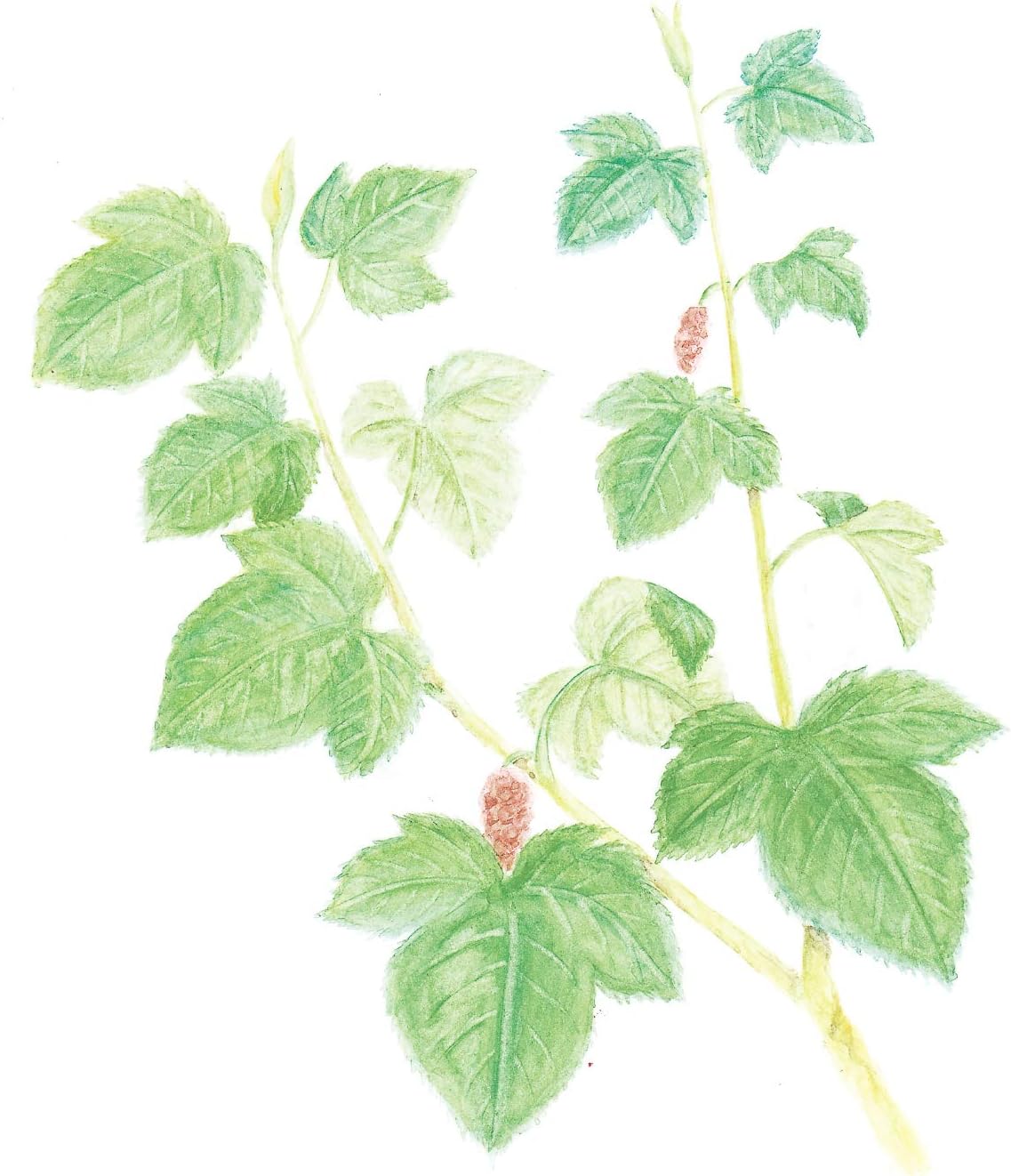 Japanese caffeine-free mulberry leaf herbal tea by Yamamoto Kanpo