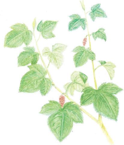 Japanese caffeine-free mulberry leaf herbal tea by Yamamoto Kanpo