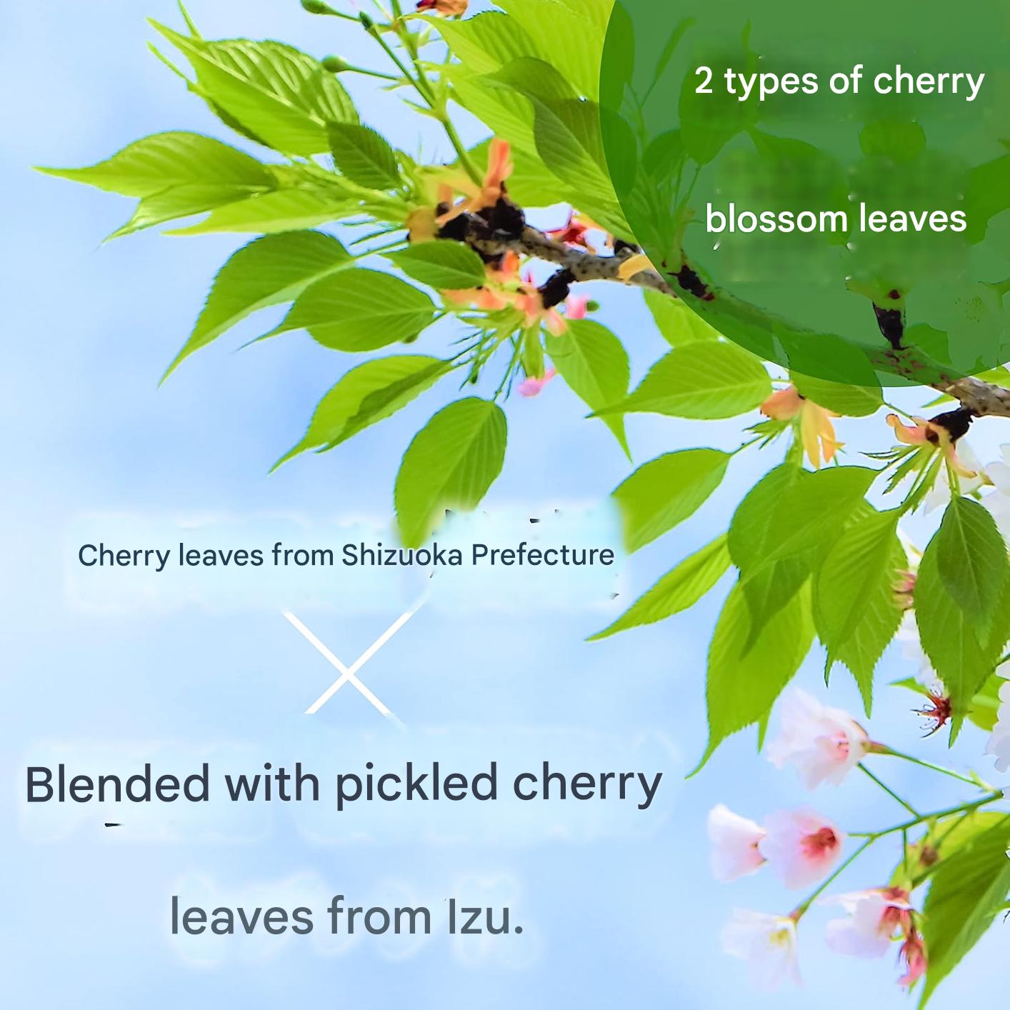 Sakura tea bag steeping in hot water showing light floral color and aroma