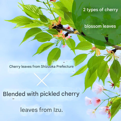 Sakura tea bag steeping in hot water showing light floral color and aroma