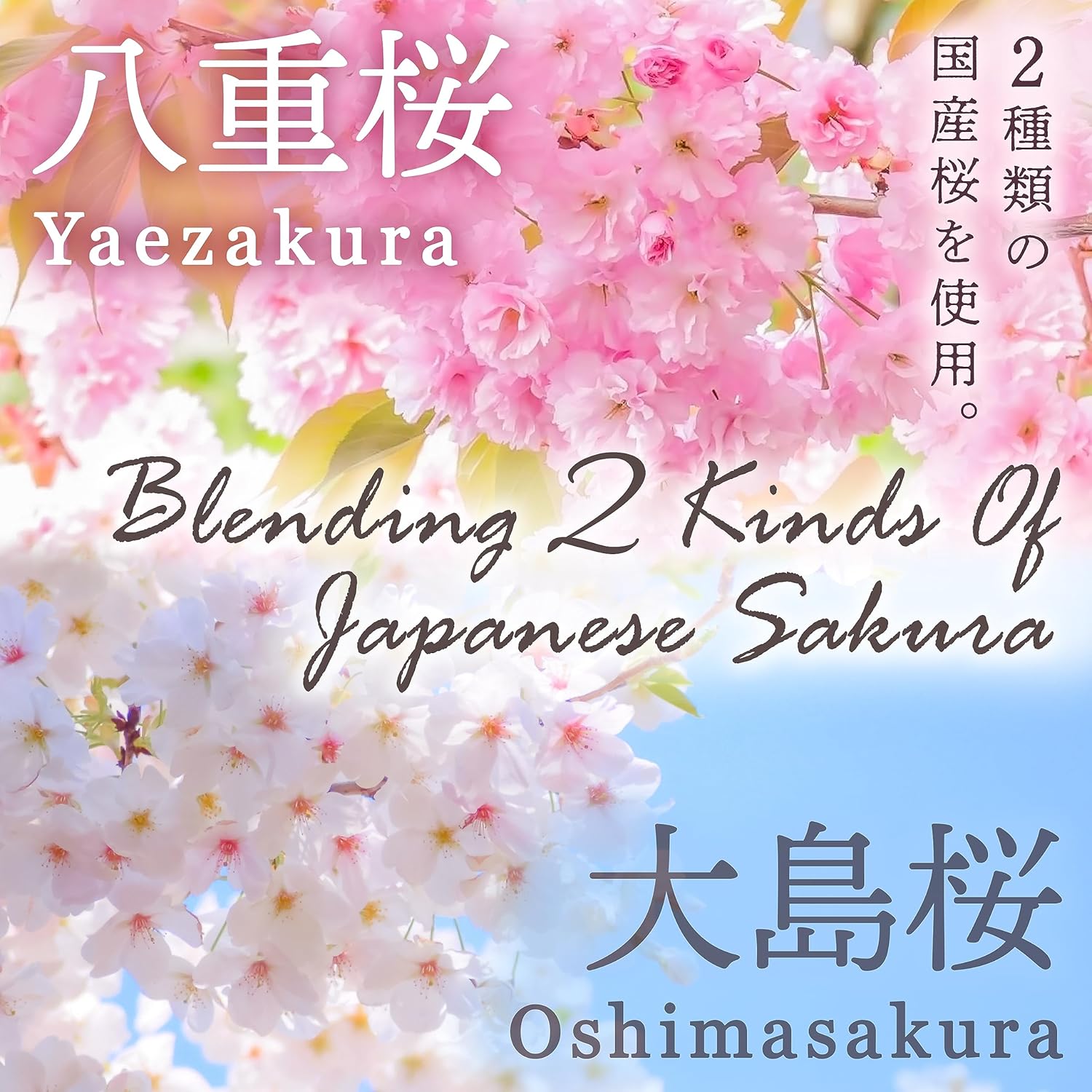 Kyoto Uji Yamasan sakura latte powder packaging Japanese cherry blossom drink mix